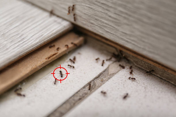 Best Exterminator Services  in Sheffield, AL