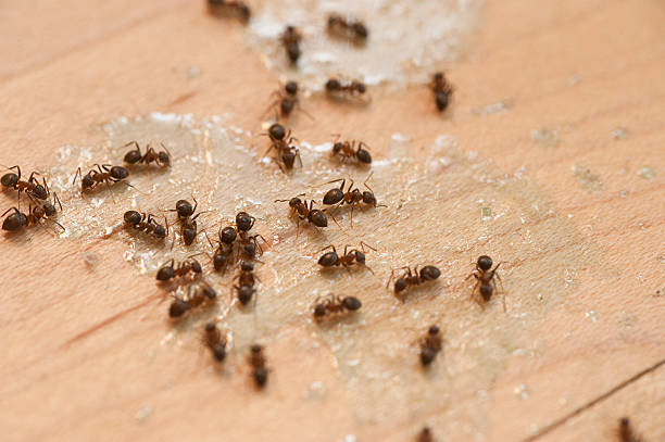 Best Pest Removal Services  in Sheffield, AL
