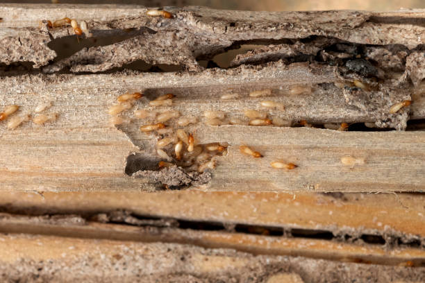 Best Emergency Pest Control  in Sheffield, AL